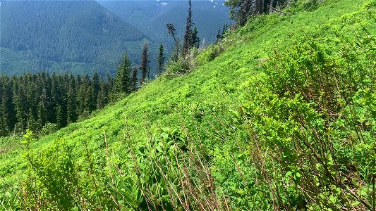 Green Mountain Trail, Mt. Baker-Snoqualmie National Forest. Video by Sydney Corral June 28, 2021 photo