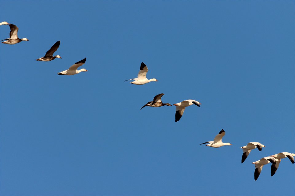 Light Goose Migration Huron Wetland Management District