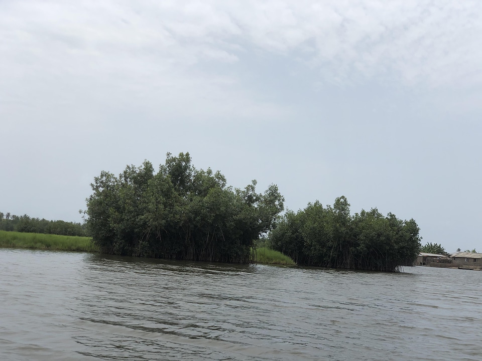 Mangroves water salt lake