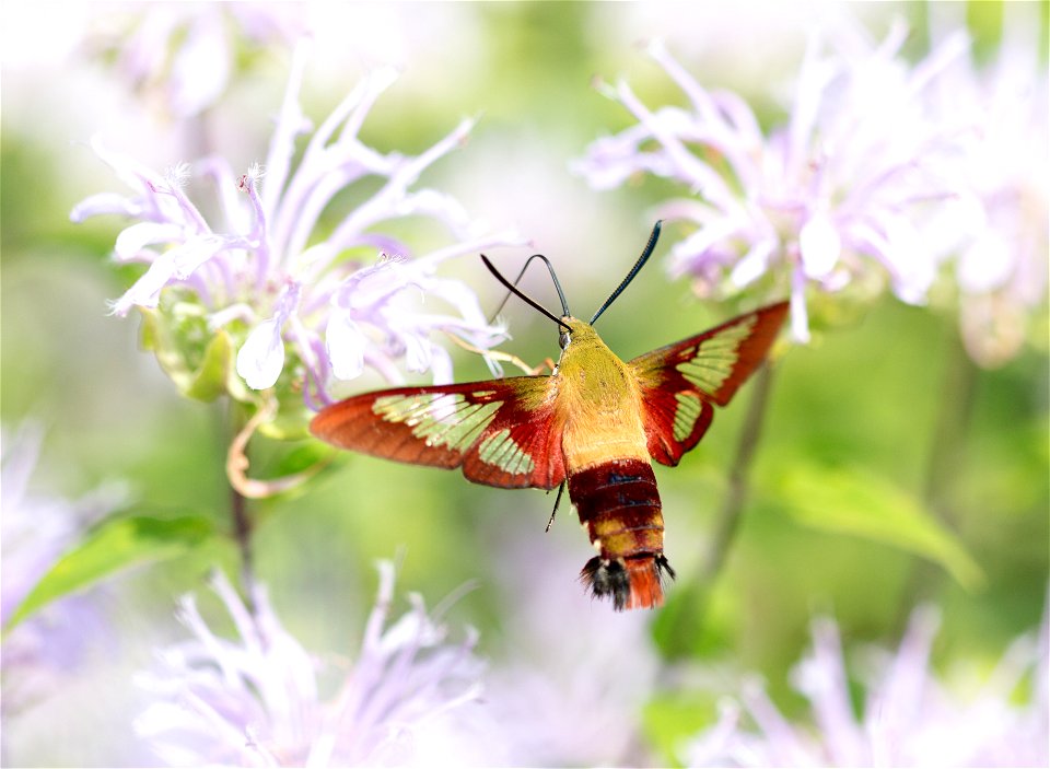 Clearwing Hummingbird Moth photo