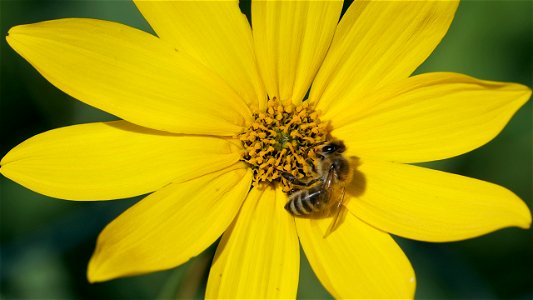 Apis mellifera (Honigbiene) auf Topinamburblüte