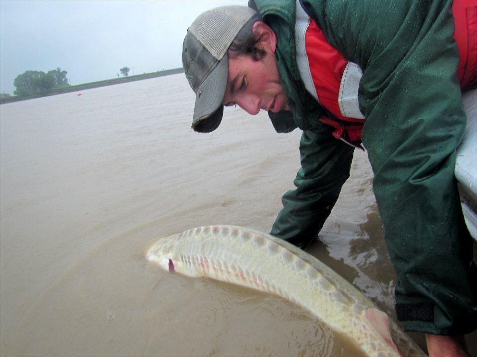 Pallid Sturgeon Release photo