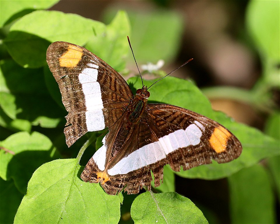 SISTER, SPOT-CELLED (Adelpha basiloides) (12-14-2022) national butterfly center, mission, hidalgo co, tx -01