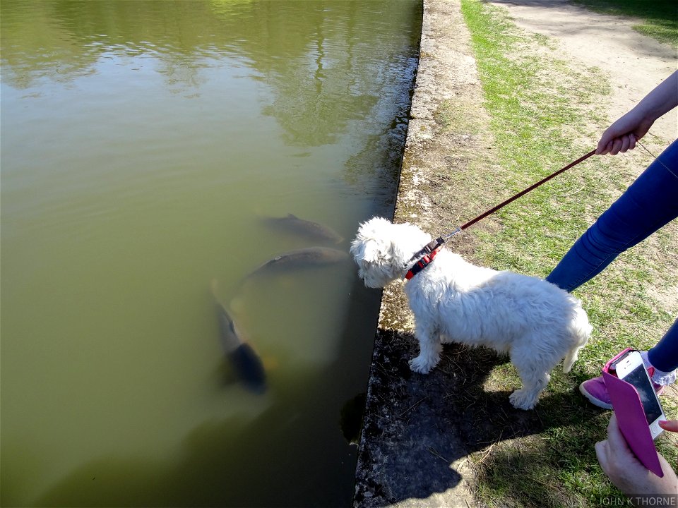 The dog saying hello to the fish.