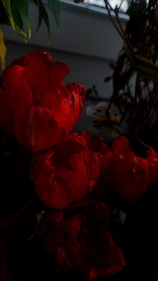tulips_lalele-2023_0225_133415