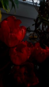 tulips_lalele-2023_0225_133415
