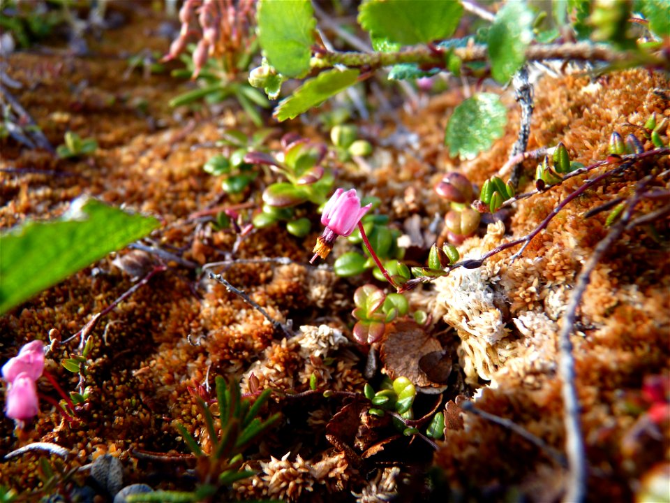 Bog Cranberry_7-6-10