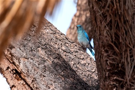 Male Mountain Bluebird