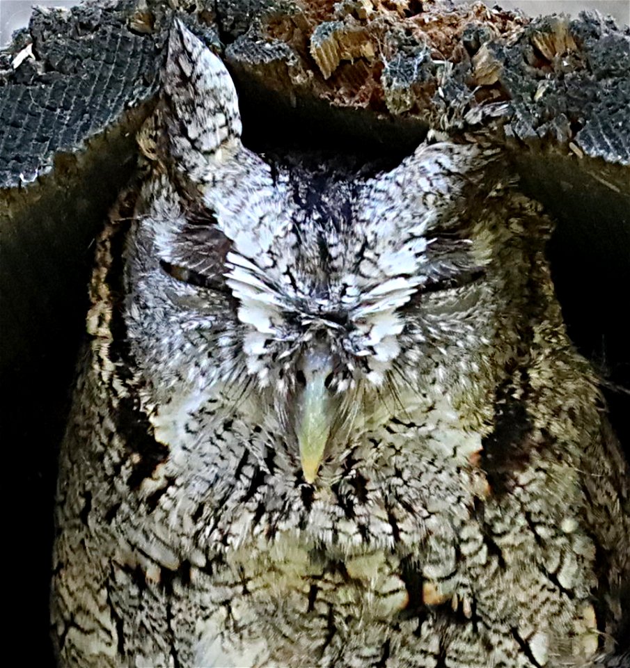 453b - MCCALL'S SCREECH-OWL (01-14-2022) nat butterfly center, mission, hidalgo co, tx -01