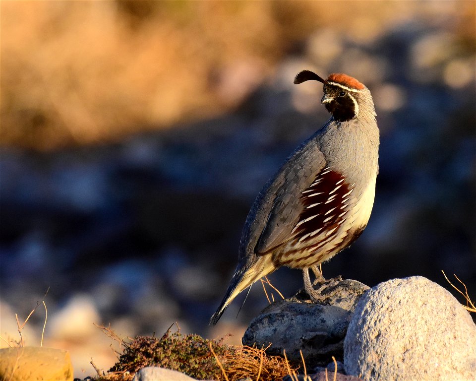 Gambel's quail in Arizona