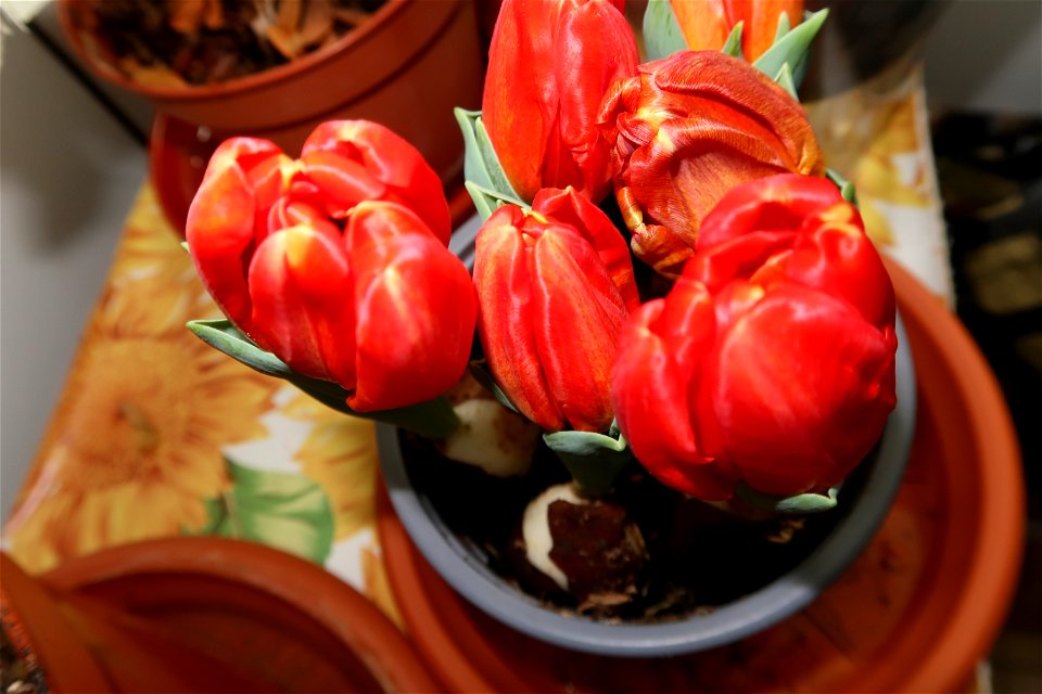 tulips_lalele-2023_0220_134922
