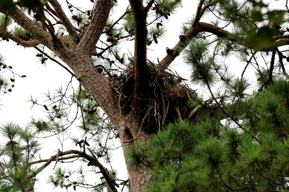 Eagle nest at Kincaid Lake - Kisatchie National Forest