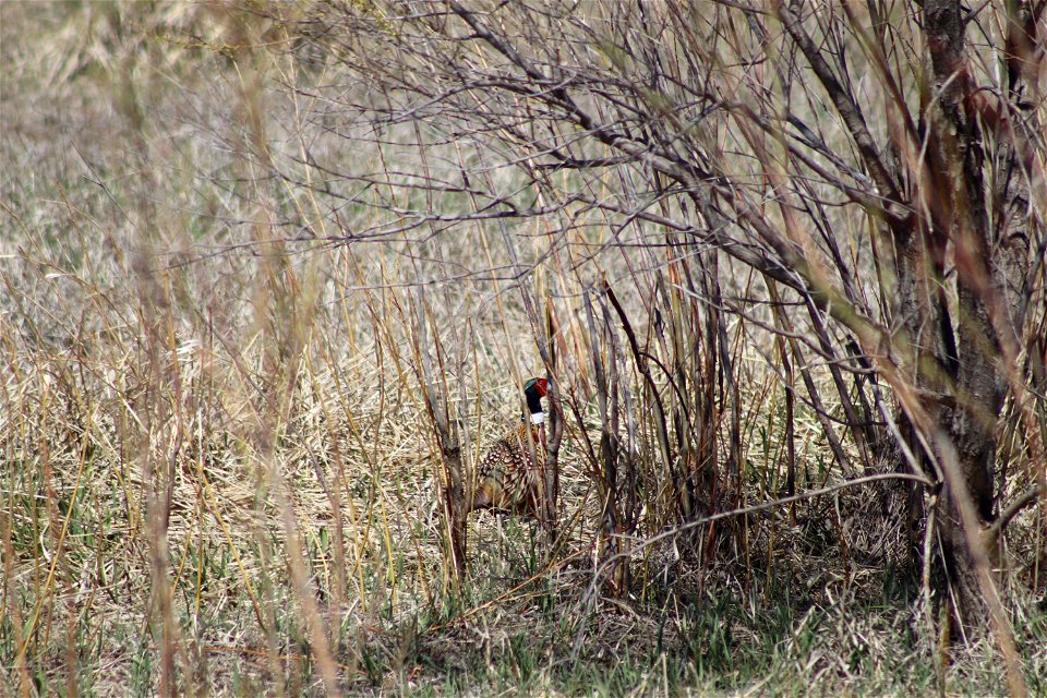 Ring-Neck Pheasant Lake Andes Wetland Management District South Dakota photo