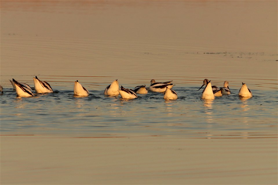 Fall Plumage American Avocets Huron Wetland Management District