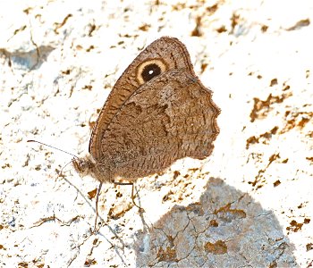 WOOD NYMPH, GREAT BASIN (Cercyonis sthelele) (08-30-2022) 5000 ft, bear basin meadow, six rivers nat forest, del norte co, ca -01