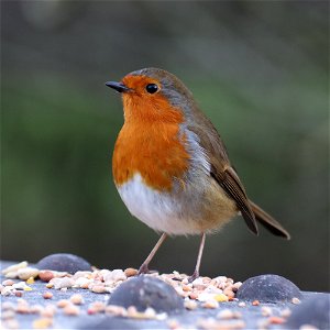 My First Robin of 2022. photo