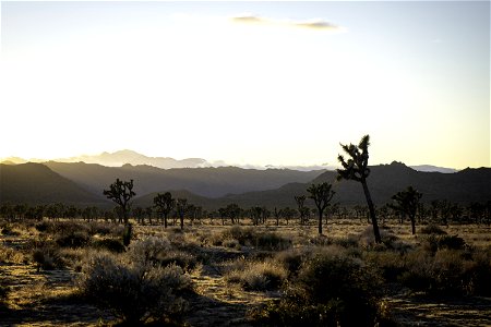 Field of Joshua trees at sunset near Quail Springs