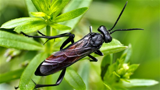 Macrophya annulata (Blattwespenart, Fam. Tenthredinidae)