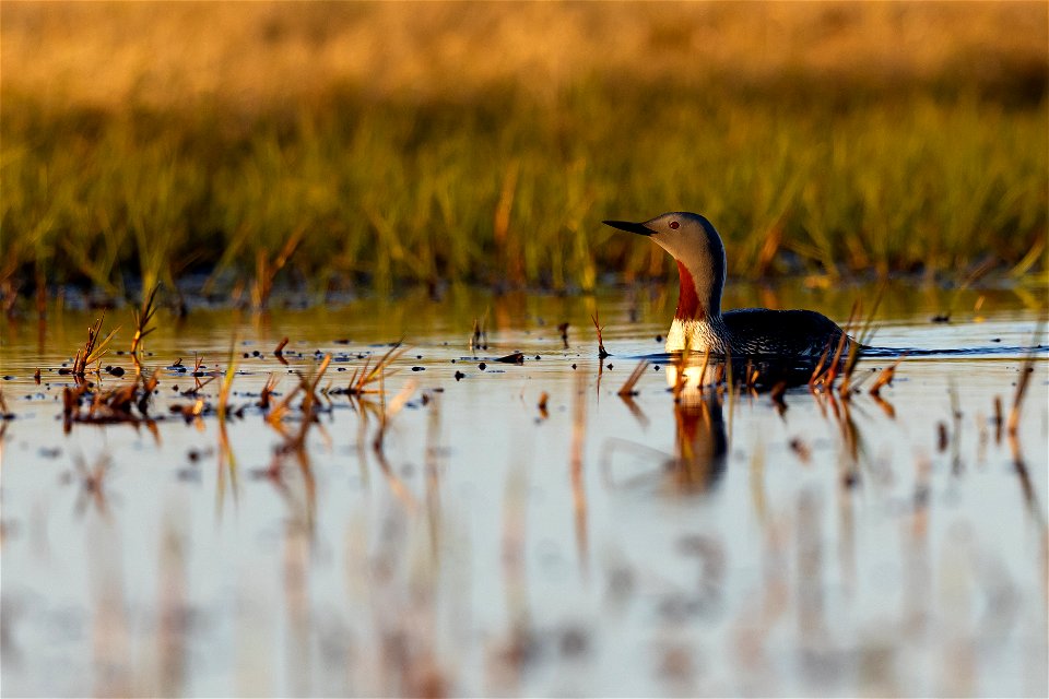 Red-throated loon