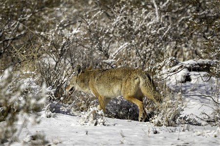 Coyote (Canis latrans) in the snow near Quail Springs
