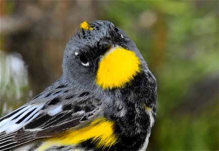 Yellow rumped warbler on Seedskadee National Wildlife Refuge photo