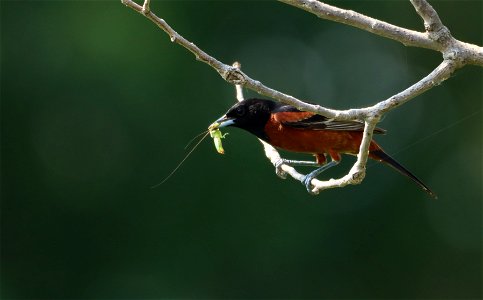 Adult Male Orchard Oriole Huron Wetland Management District photo