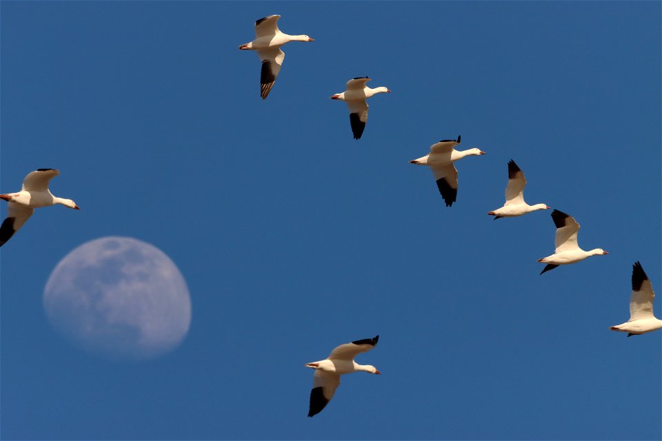 Light Goose Migration Huron Wetland Management District