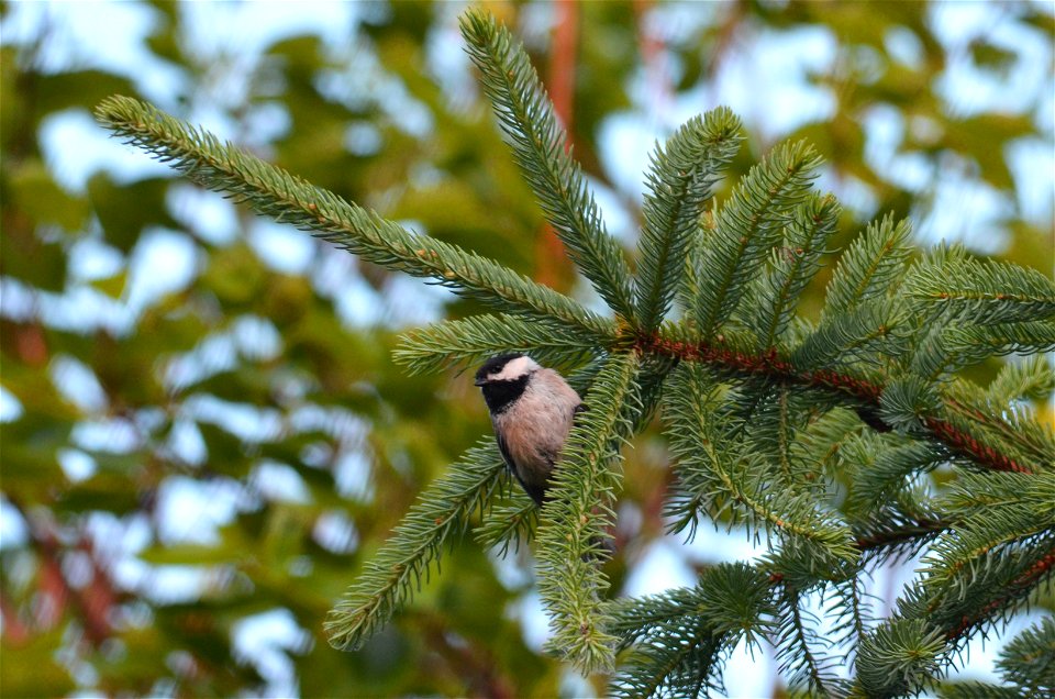 Chickadee hanging out photo