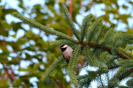 Chickadee hanging out photo