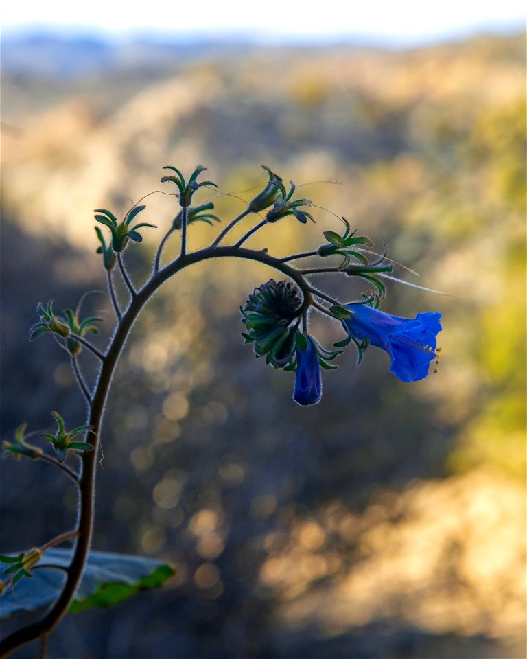 Phacelia bloom photo