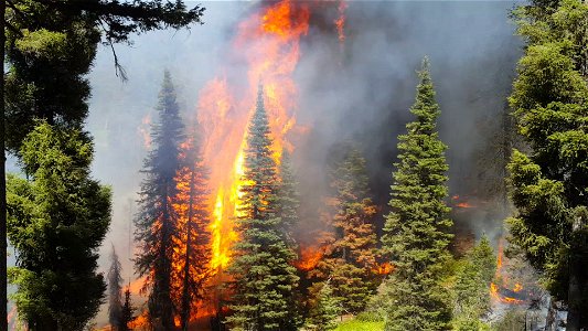 Pioneer Fire, Boise National Forest