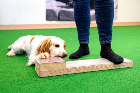 SmartDog, Riihimäki