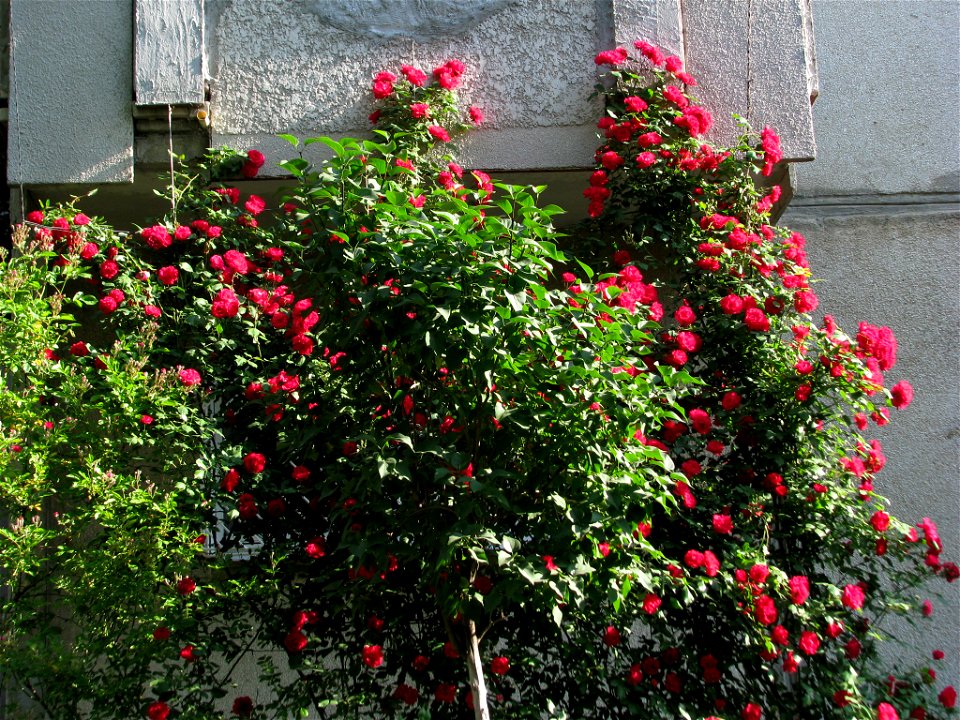 flAviatiei2009_0521_073219(1)