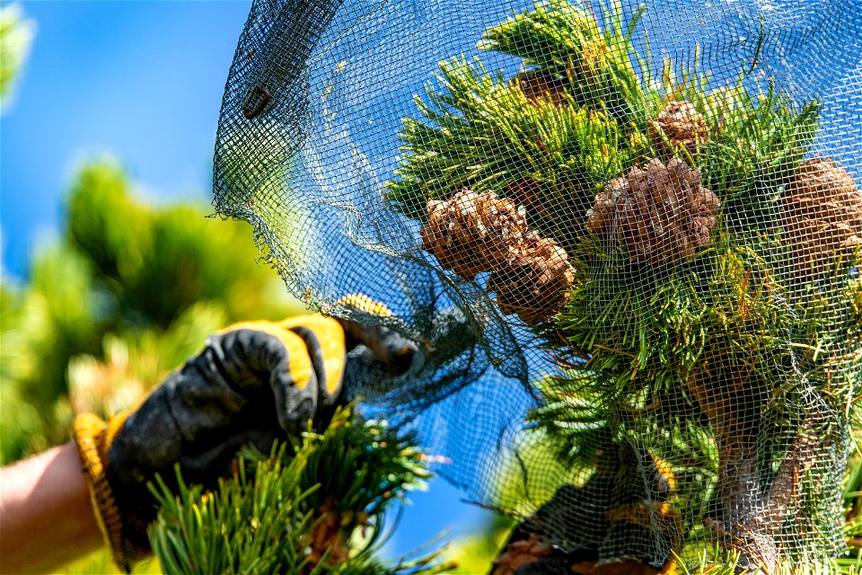 Caging Whitebark Pine Cones