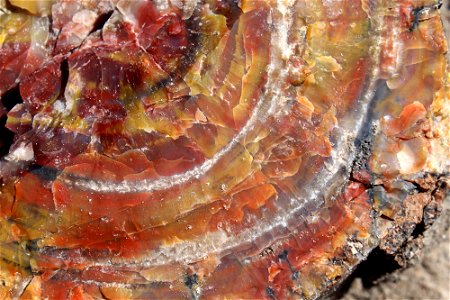 08-01-17_3304 Petrified wood, Crystal Forest, NPS-Hallie Larsen