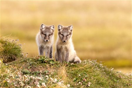 Arctic fox siblings photo