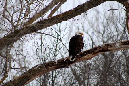 American Bald Eagle on Karl E. Mundt National Wildlife Refuge in South Dakota. photo