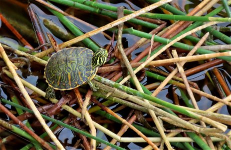 Baby turtle photo