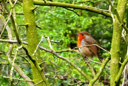 Robin Red Breast photo
