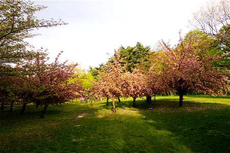 japanes_garden_rain_Herastrau (47)