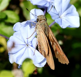 SKIPPER, BRAZILIAN (Calpodes ethlius) (02-12-2023) south texas ecotourisn center, cameron co, tx -03
