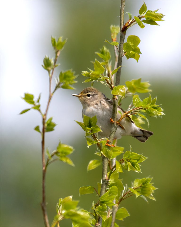 Blackpoll warbler