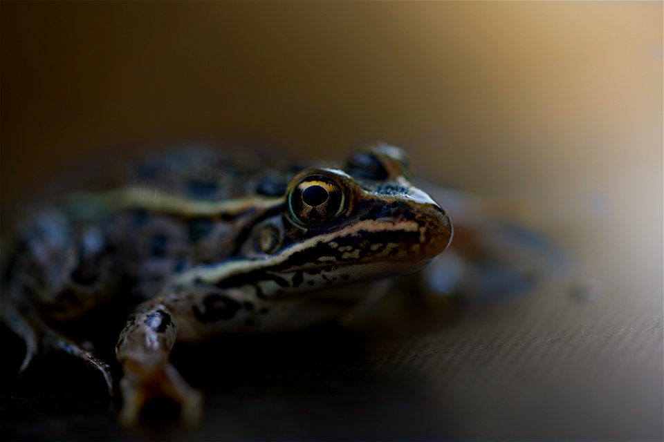 Northern Leopard Frog UT