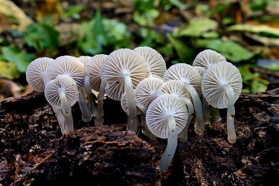 Roridomyces austrororidus, (Mycena)
