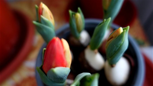 tulips_lalele-2023_0216_084247