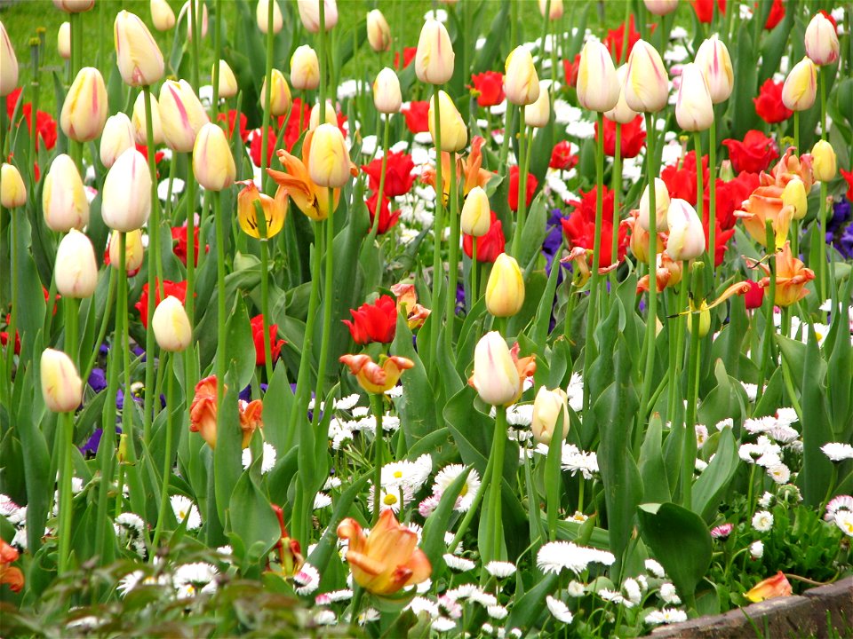 Cismigiu2009_0421_164757