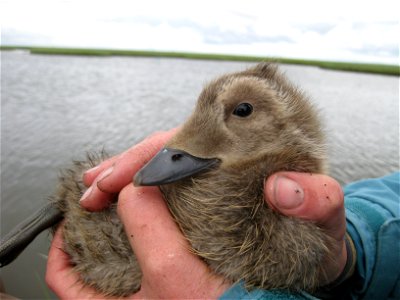 Spectacled eider duckling photo