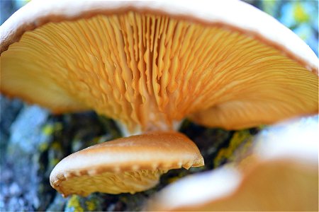 Oyster Mushroom photo