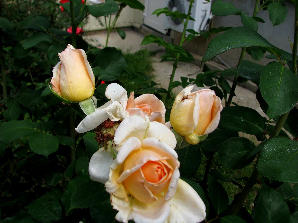 trandaf2009_0601_101829