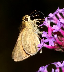 SKIPPER, SWARTHY (Nastra lherminier) (06-02-2023) powerlines, duke forest, orange co, nc -12 photo